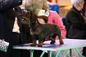 Crufts2011_2 560